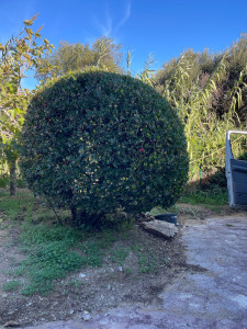 Photo de galerie - Taille d'un arbousier.