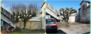 Photo de galerie - Elagage et coupe d'arbres
