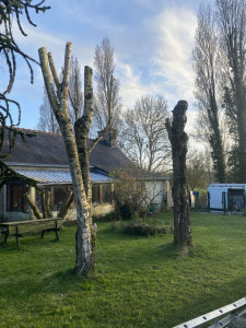 Photo de galerie - Elagage et coupe d'arbres
