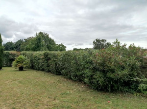 Photo de galerie - Taille de haies et d'arbustes