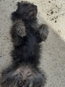 Photo de galerie - Garde chien