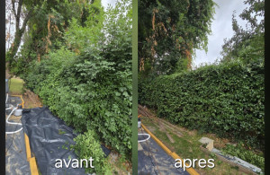 Photo de galerie - Taille de haies 