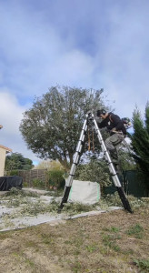 Photo de galerie - Elagage et coupe d'arbres