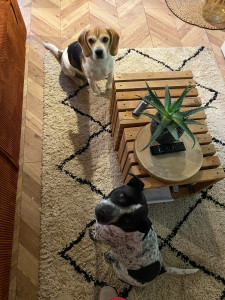 Photo de galerie - Rio et Snoopy