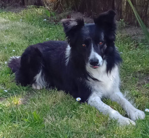 Photo de galerie - Garde chien