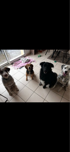 Photo de galerie - Garde de chiens !