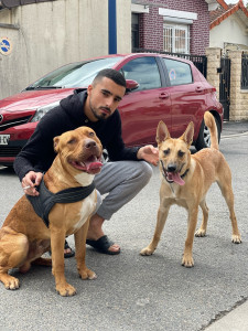 Photo de galerie - Garde chien