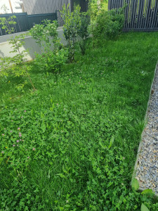 Photo de galerie - Avant tonte