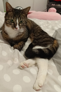 Photo de galerie - Issis, chatte adorable, en demande de câlins constamment. Une vraie petite pépite, une boule d'amour !!