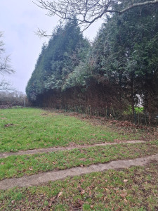 Photo de galerie - Elagage et coupe d'arbres