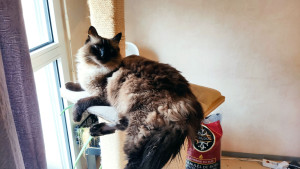 Photo de galerie - Propriétaire d'un chat malade, je peux venir m'en occuper pour : 
- litière
- nourriture
- soins ( cachets...)