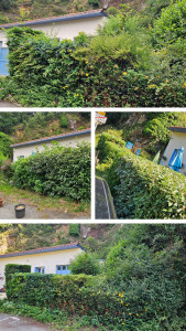 Photo de galerie - Taille de haies 