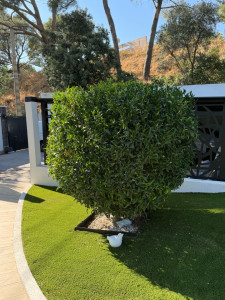 Photo de galerie - Taille de haies et d'arbustes