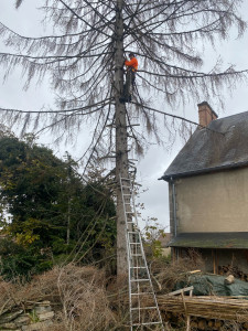 Photo de galerie - Elagage et coupe d'arbres