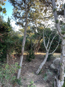 Photo de galerie - Elagage et coupe d'arbres