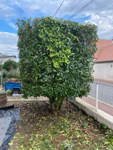 Photo de galerie - Elagage et coupe d'arbres