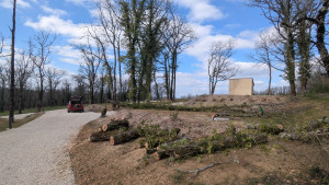 Photo de galerie - Elagage et coupe d'arbres