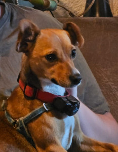 Photo de galerie - Garde chien