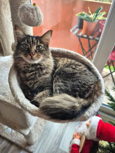 Photo de galerie - Garde chat