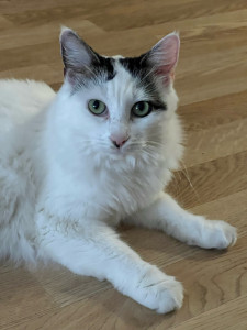 Photo de galerie - Garde chat