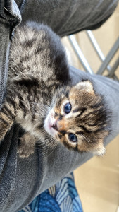 Photo de galerie - J’ai recueilli ce petit chaton 