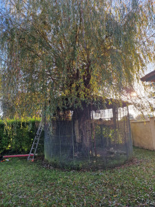 Photo de galerie - Avant l'élagage et la coupe de l'arbre.