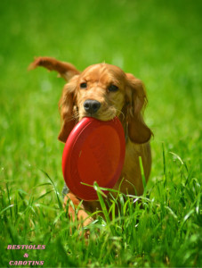 Photo de galerie - Garde chien