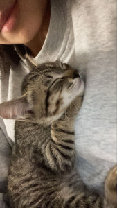 Photo de galerie - Amoureuse des animaux, sérieuse et fiable, je m’occupe de vos compagnons avec bienveillance.