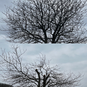 Photo de galerie - Elagage et coupe d'arbres