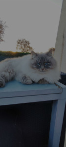 Photo de galerie - Passionnée des animaux et cavalière j'ai l'habitude de me confronter a toute sorte de caractère 