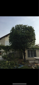 Photo de galerie - élagage 