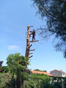 Photo de galerie - Elagage et coupe d'arbres