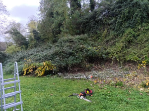 Photo de galerie - Tonte de pelouse - Débroussaillage