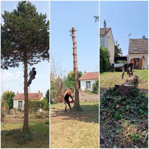 Photo de galerie - Elagage et coupe d'arbres