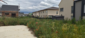 Photo de galerie - Avant débroussaillage a disque 