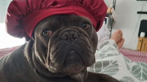 Photo de galerie - J adore les chiens je peux aider ou garder selon la race et l age j ai balcon un.mon bb ugo bouledogue français mois très sociable ??????