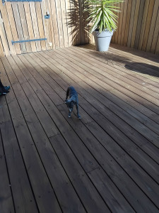 Photo de galerie - Grande terrasse en bois pour gambader et s'amuser !!!! 
Pour les toutous 