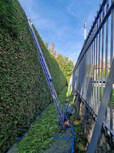 Photo de galerie - Taille haie 