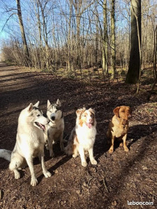 Photo de galerie - Balade en forêt de Meudon 