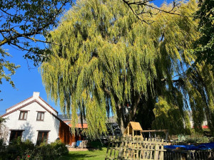 Photo de galerie - Elagage et coupe d'arbres