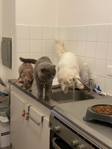 Photo de galerie - Garde de 4 chats simultanément 