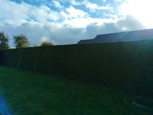 Photo de galerie - Taille de haies et d'arbustes