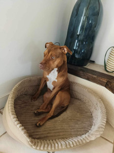 Photo de galerie - Garde chien
