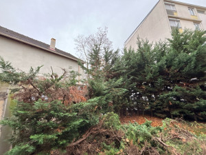 Photo de galerie - Étêtage de haie sapin