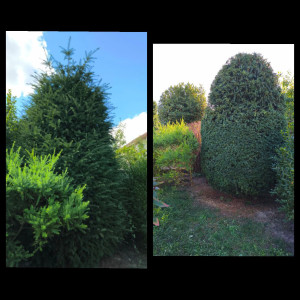 Photo de galerie - Elagage et coupe d'arbres