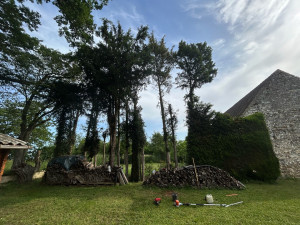 Photo de galerie - Taillage Élagage, arbre
