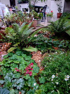 Photo de galerie - Massif 1 an post plantation