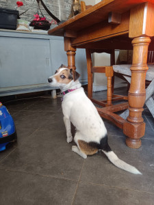 Photo de galerie - Voici un petit jack qui a était très content de son petit séjour chez nous 