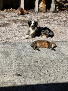 Photo de galerie - Garde animaux
