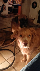 Photo de galerie - ?